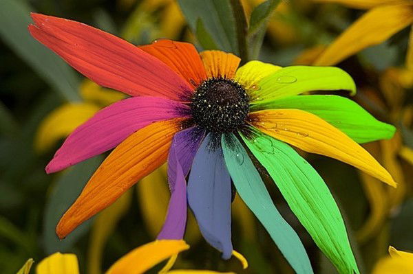 Виола Воскодавенко