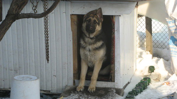 Вовик Уткин