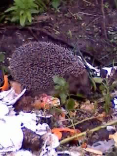 Иркин Мурадов