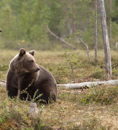 Женя Царенко