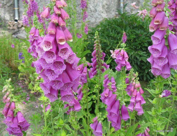 Владимир Маляревский