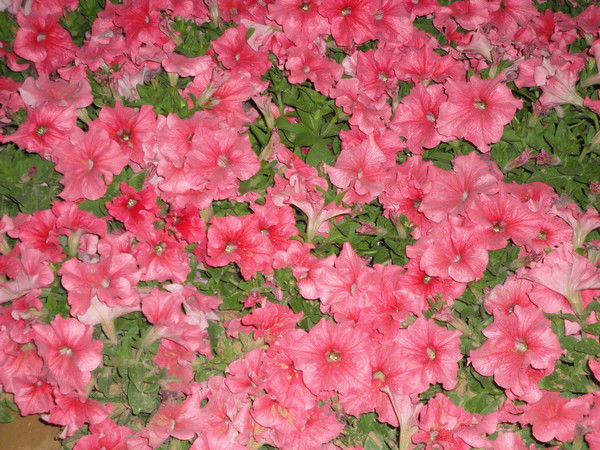 Елизавета Ральникова