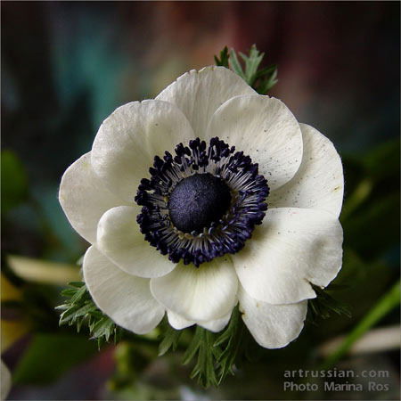 ................ .............