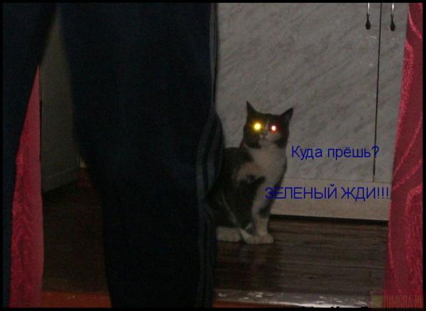 Елена Будаева