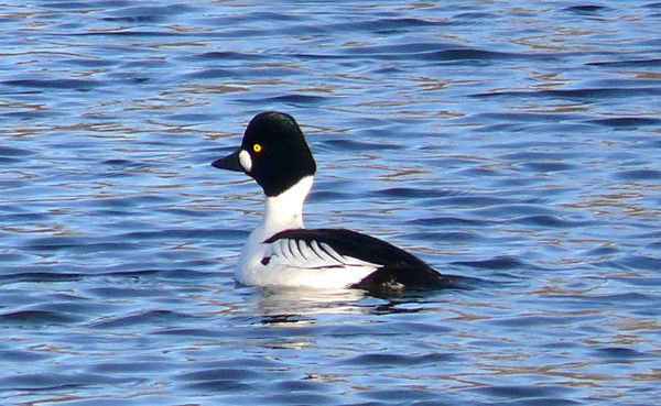 Виктор Кузнецов
