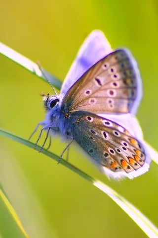 Оксана Карвацкая