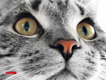 Алена Черняева