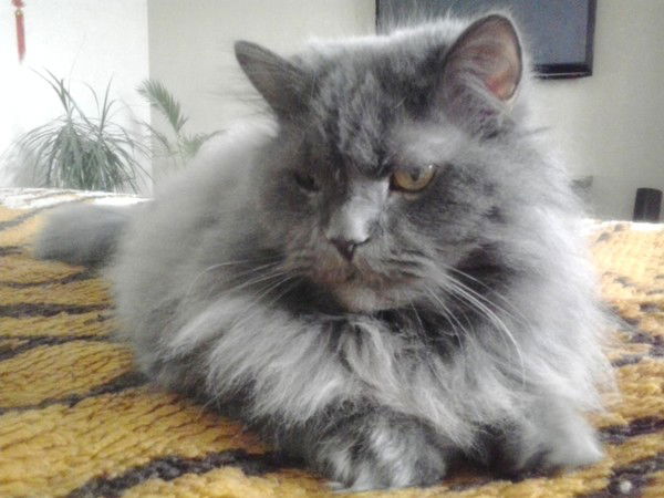 Наталья Боз