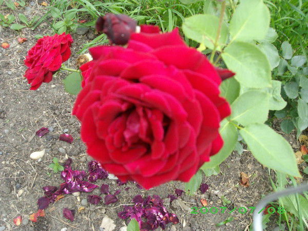 Айдынгуль Амренова