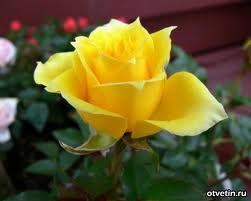 Алтын Мурзатаева