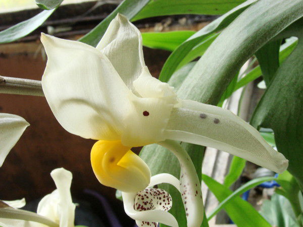 Василий Шептицкий