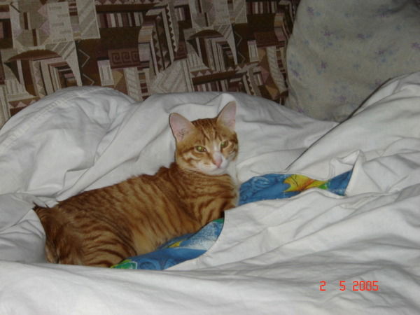 Светик Семицветик