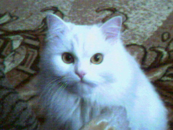 Оксана Чупеева