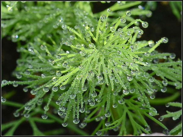 Альбина Баг