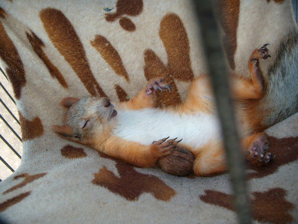 Сергей Шаламов