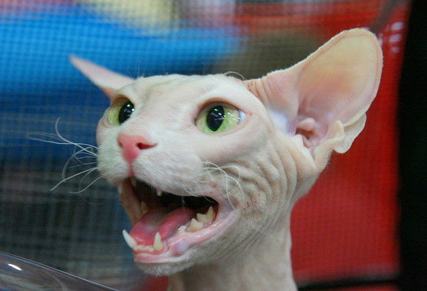 Роман Иванов