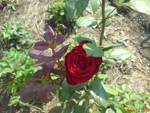 Елена Ленова