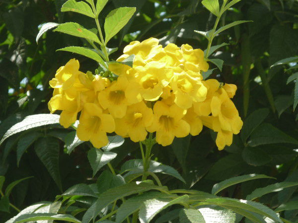 Надежда Карева