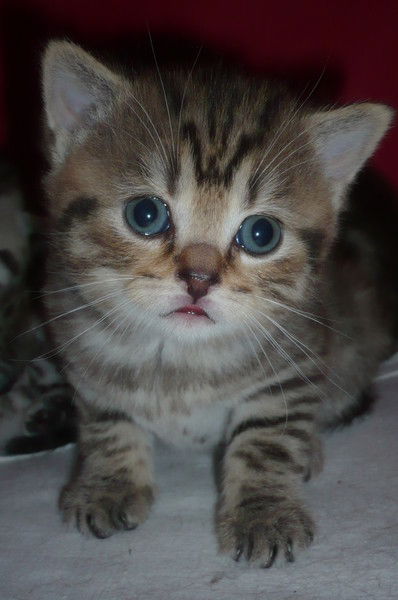 Анна Ерошкина