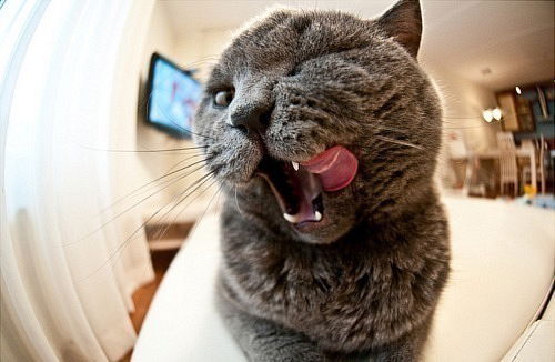 Екатерина Малова