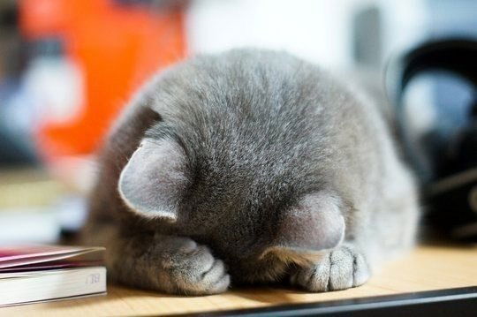 Антон Рогов