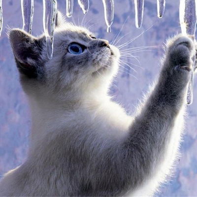 Алиса Бочкарёва