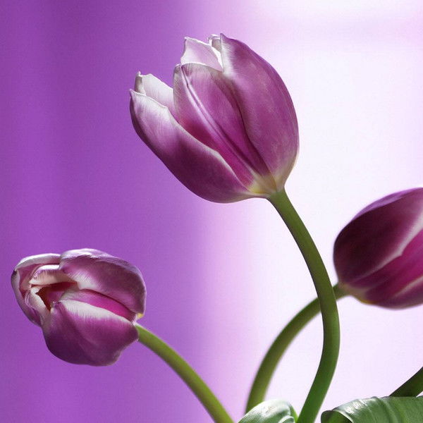 Елена Горяева