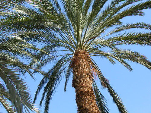 Олеся Олеся