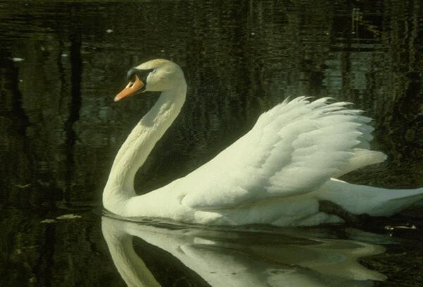 Елена Ленина