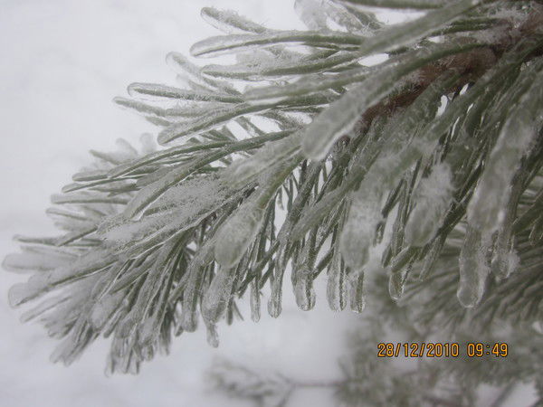 Елена Николаева