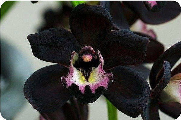 Анна Буравлёва