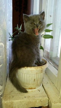 Надежда Гололобова