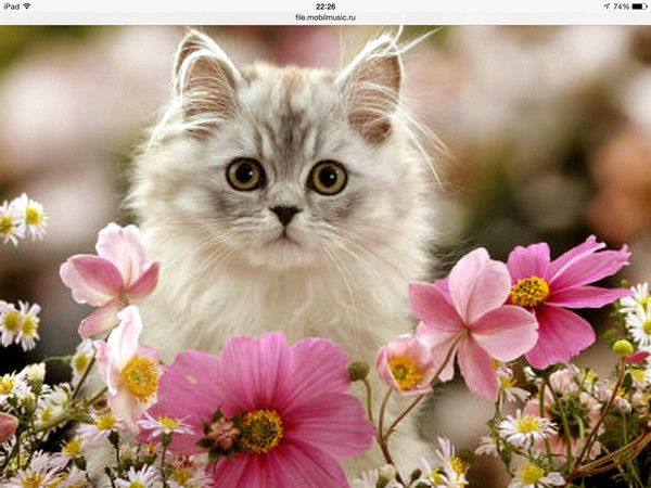 Эльвира Данвальд