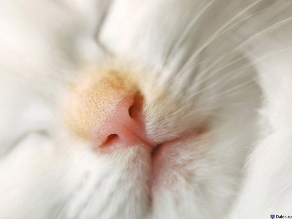 Наталья Никитина