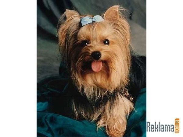 Юля Соловьёва