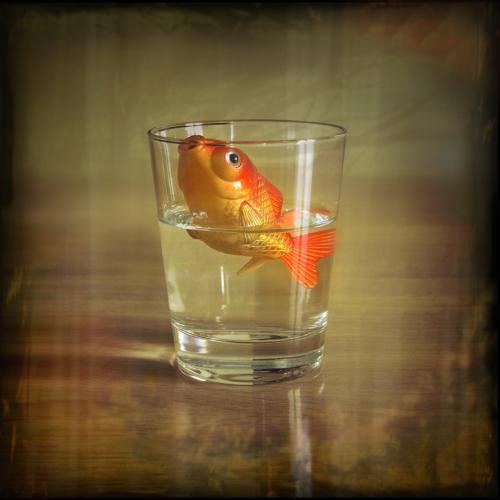 Елена Панюкова