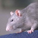 Ольга Ольга