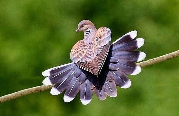 Наталия Усанова