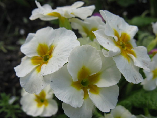 Нина Мигулева