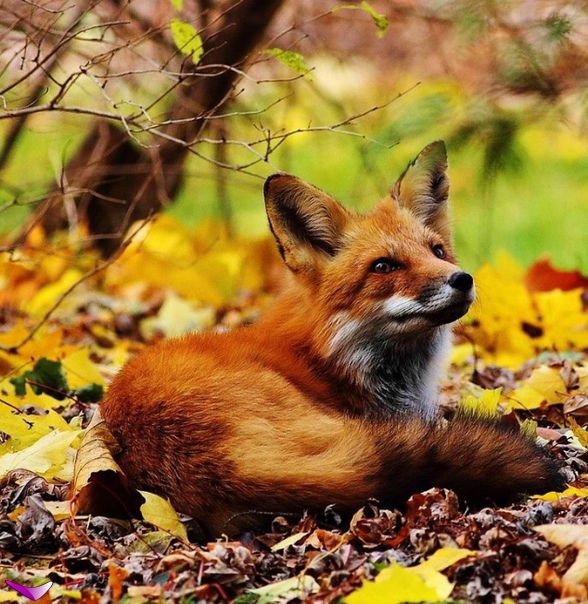 Джули Палмер