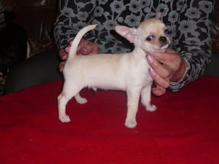 Людмила Старикова