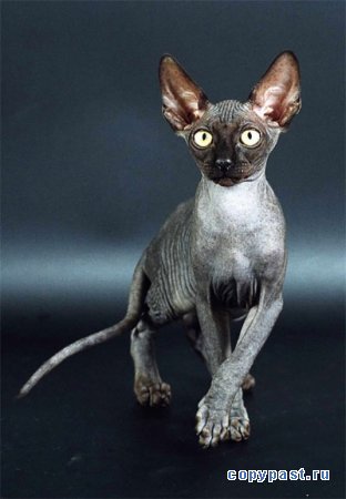 Юлия Добровольская