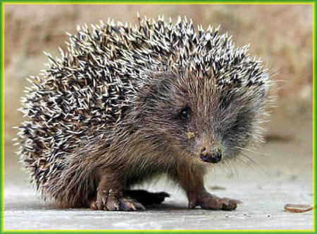 Анастасия Малышева