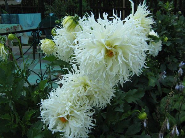 Михаил Широкий