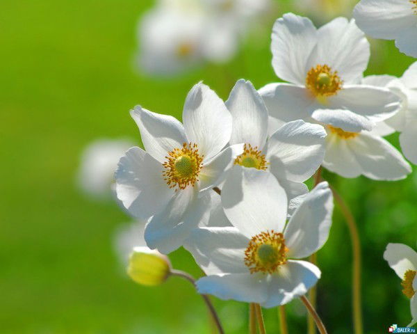 Тимур Соколов