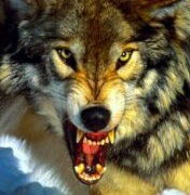 Вася Фарукшин