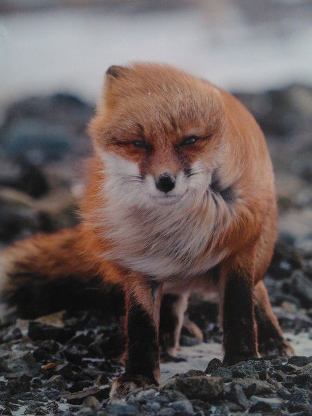 Попова Наталья