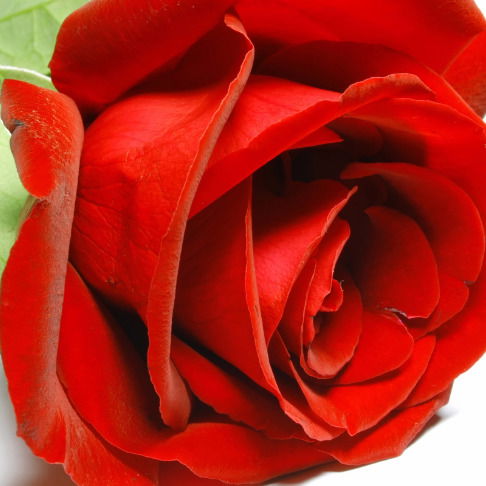 Меруерт Алписова