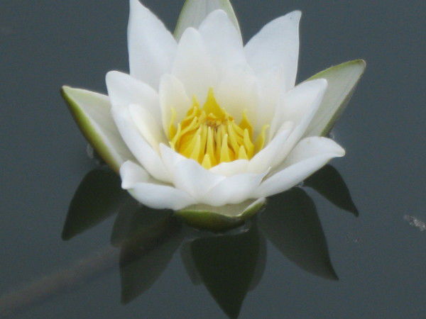 Гулия Нуртдинова