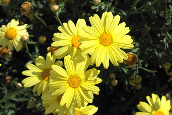 Галина Николаевна Михайловская